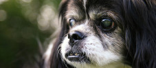 img-article-cataracts-in-dogs-causes-and-treatments