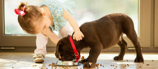 img-article-house-training-a-puppy