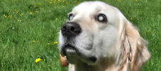 img-article-17-tips-for-living-with-a-blind-dog
