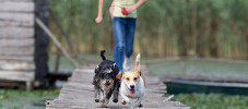 img-article-cynophobia-when-your-kid-is-scared-of-dogs