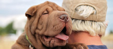 img-article-should-i-get-a-dog-10-reasons-to-add-a-furry-friend-to-your-family