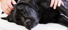 img-article-lets-talk-about-dog-diarrhea-causes-and-treatments