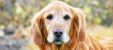 img-article-ticks-on-dogs-how-to-remove-them-and-how-to-prevent-them