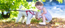 img-article-why-hypoallergenic-dogs-make-great-pets
