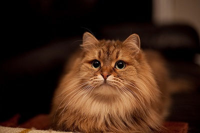 Kat til salg sibirisk Sibirisk kat