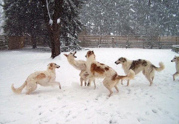 vinter-hunde