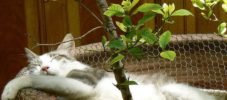 giftige planter for katte